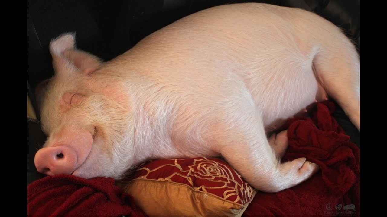 (First extreme) Through the decay 100%