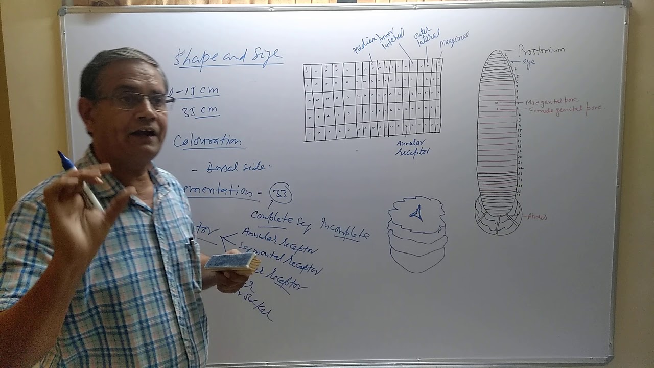 Joonkh Insect External features of Hirudinaria/Leech /jonk - YouTube