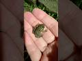 #frog #walking