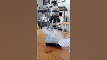 Peacock Feather Under a Microscope! Incredible Details