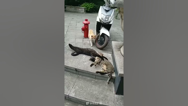 Cheating Cat caught Red-handed. This video has taken Chinese social media by storm.