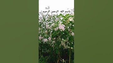 #تلاوة_خاشعة #ماهر_المعيقلي #اكسبلور #لايك #islamicvideo #reels #اذكار #islamicstatus #صباح_الخير