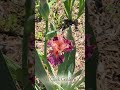 Iris Season Begins at Clark Gardens 🌸 | Spring Blooms in North Texas