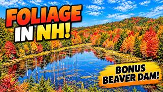 Foliage in NH! Bonus Bever Dam!