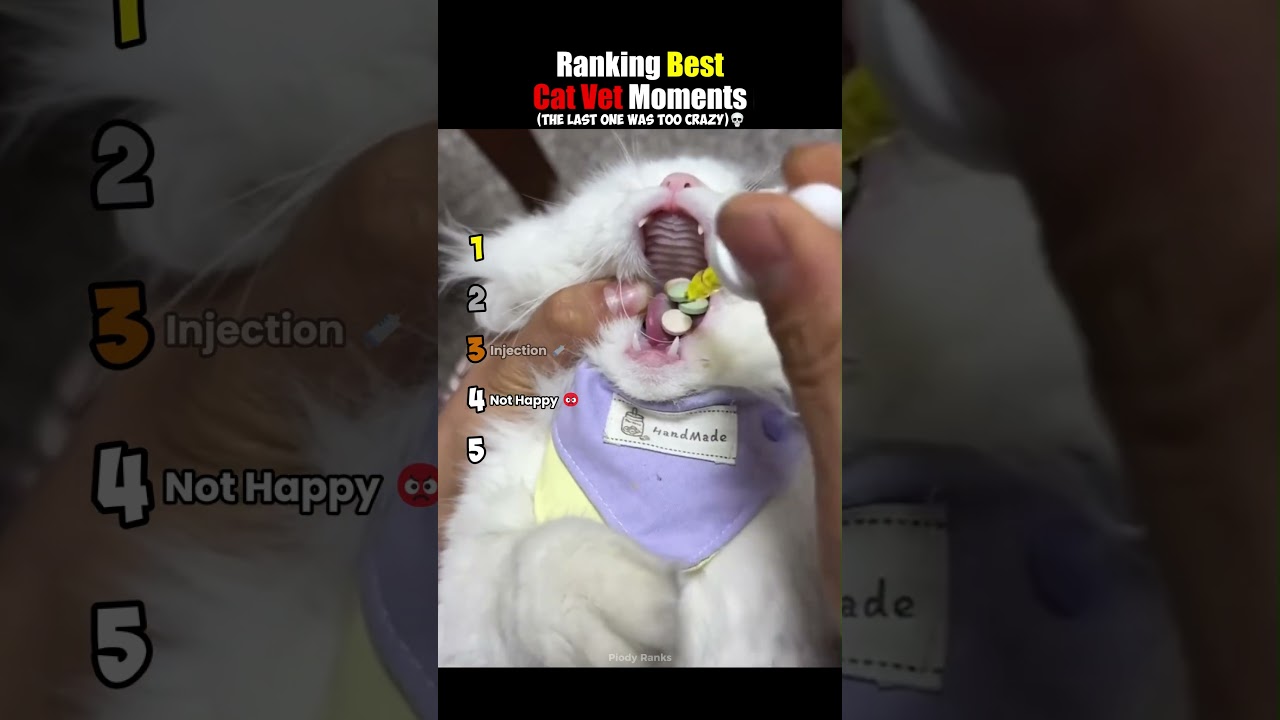 ranking best cat vet moments #usa