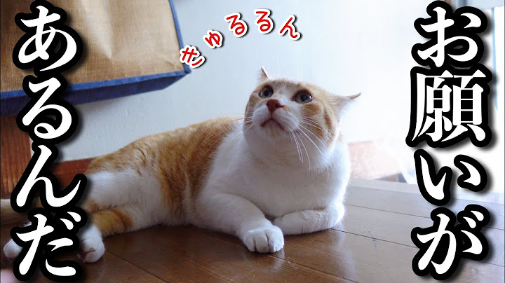 上目遣いでお願いする猫があざとすぎた