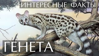 Генетта - интересные факты