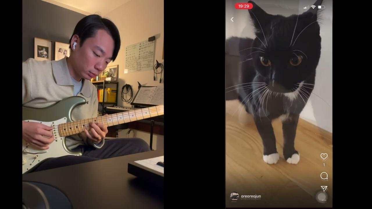 Включи cat jams. Включи cat jams