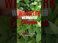 WILDWERK #wildkräuter #oregano #naturheilkunde #rezepte #survivalfood #natur #outdoor #community