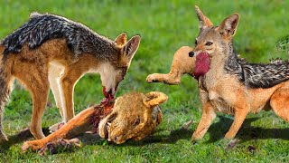 Poor Lion! Lion Become One Of Victim Of Deadly Trap Of Cunning Jackal | A Very Normal Day Of Jackal