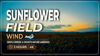 Sunflower Field Wind 🌿 Gentle Breeze & Crickets Nature Ambience (4K)