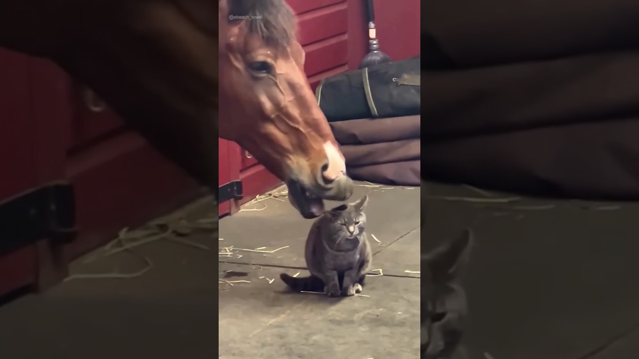 Funniest Cats And Horses Interactions😺😂🐴