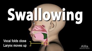 Mechanism of Swallowing, Animation in Child model