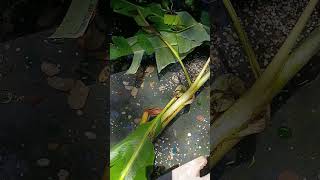 ultimate upcycling hack to create a koi pond out of upcycled materials the right way the first time