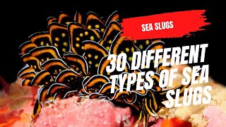30 Different Types Of Sea Slugs