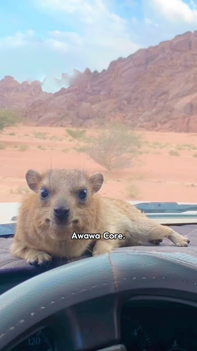 Hyrax Core.😂😂#hyrax #awawa #animals #funny #cute #usa #fyp