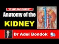 Anatomy of the kidney dr adel bondok