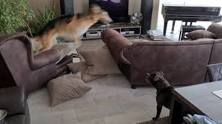 Borzoi Kenny And Staffbull Don