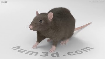 Common Rat 3D model by 3DModels.org