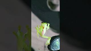 Visible Heartbeat of Glass frog 🐸 #shorts #glassfrog #heartbeat