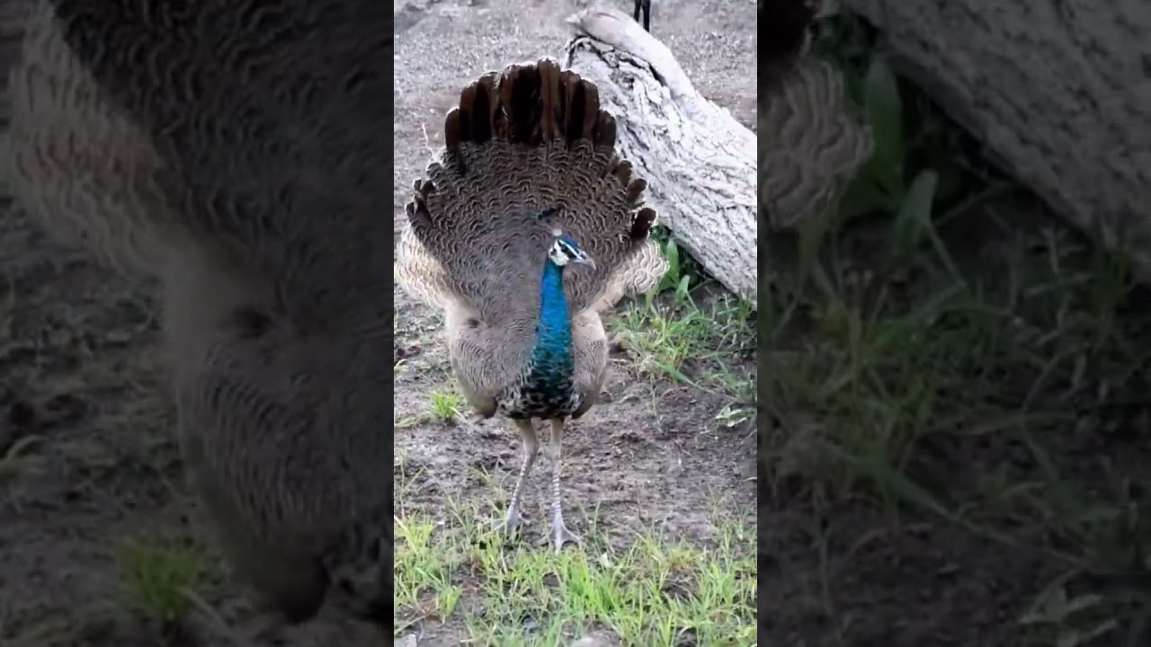Peahen Dance 