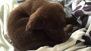 6-week old chocolate lab grooming by Benjamin Nelson 801 views 8 years ago 33 seconds