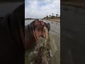 Hippo vs Crocodile: River King's Wrath! #wildlife #viral #animals