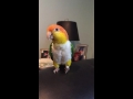 Tory the Caique parrot sings Classical Music Offenbach "Can Can" song