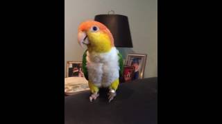 Tory the Caique parrot sings Classical Music Offenbach 'Can Can' song