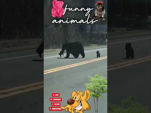 Big Dipper 🐻 #funnyshorts #memes #lol #tiktok #fun #animals #гумор #прикол #смех #животные #shorts