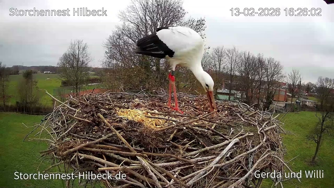 Willi ist zurück und räumt erstmal auf