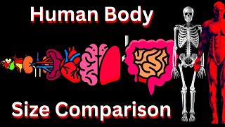 Human Body Size Comparison