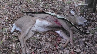 2021 Traditional Bow Buck! by Primitive Preacher 40,946 views 2 years ago 11 minutes, 44 seconds
