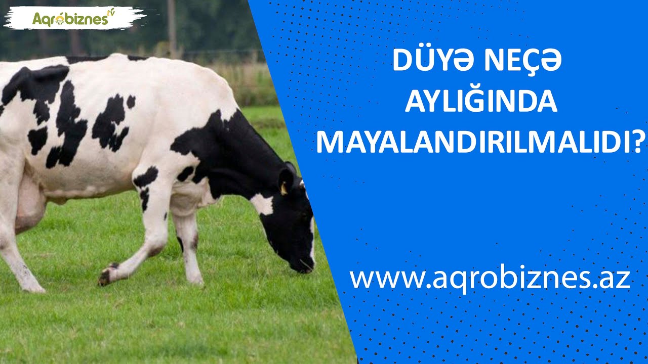 Düyə neçə aylığında mayalandırılmalıdı?