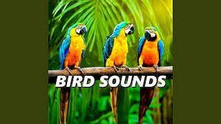 Download Lagu Unique Bird Sounds