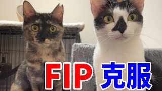 ついにFIP寛解虐待されていた猫⑦凛々・寧々カフェデビュー