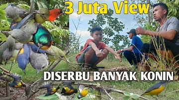 Mikat Burung Kolibri Ninja/Konin Sampai Dibikin Repot