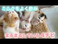 ミルク爆飲みのまるまると肥えた子猫達【4 kittens】