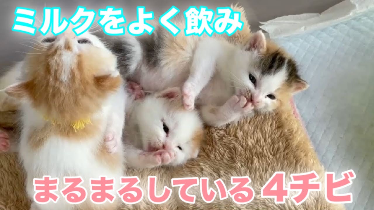 ミルク爆飲みのまるまると肥えた子猫達【4 kittens】
