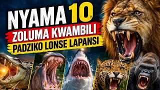 NYAMA 10 ZIMENE NZOLUMA KWAMBILI 