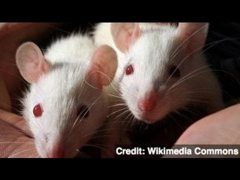 Rats Communicate 'Telepathically' via Brain Implant