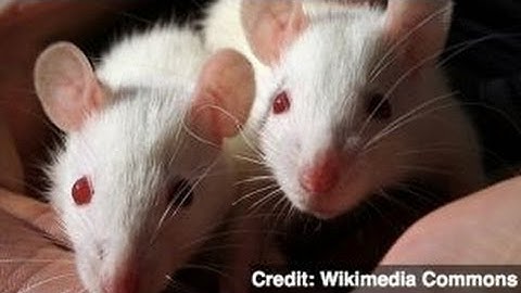 Rats Communicate 