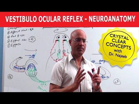 વેસ્ટિબ્યુલો ઓક્યુલર રીફ્લેક્સ - ન્યુરોએનાટોમી