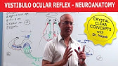 Vestibulocochlear Nerve Anatomy SIMPLIFIED - YouTube