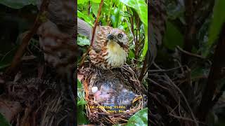 Bird feeding video Nest Box #feeding #nest #birdlife #birds #birdsnest #birdfood #birdfeeder