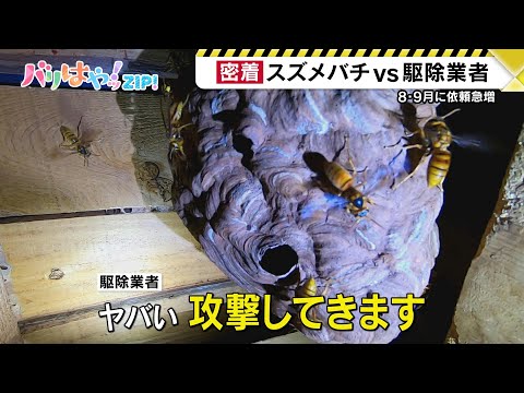 【厳選！】この時期は攻撃的に 駆除依頼が急増  過酷な暑さのなかスズメバチ駆除の現場は