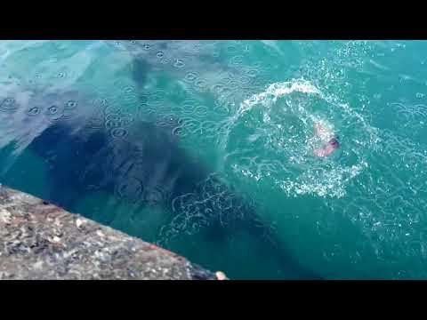 Requins Bouledogues à Nouméa en Nouvelle Calédonie