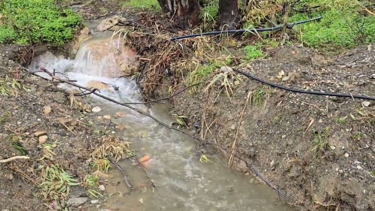 El ganado no tiene alerta roja...