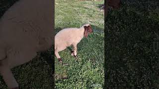 Kuzu Kırık Ayakla Annesine Yetişiyor