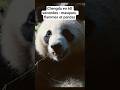 Chengdu en 60 secondes : masques, flammes et pandas